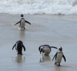 penguins at the beach in South Africa