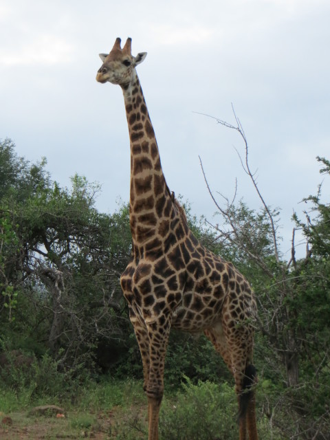 bigger giraffe