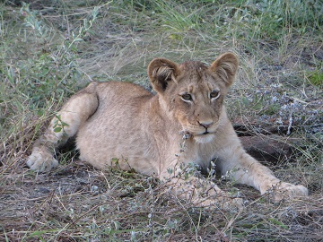 little lion cub